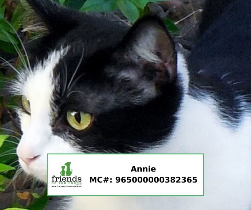 Annie (Adopted)