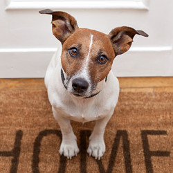 Does your dog have separation anxiety?