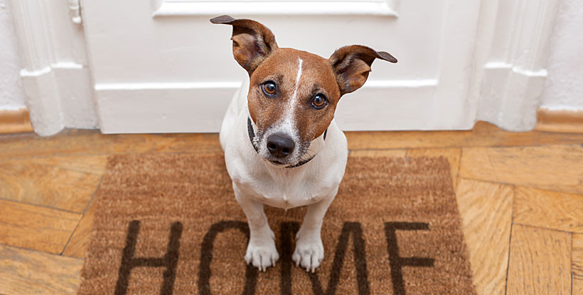 Does your dog have separation anxiety?