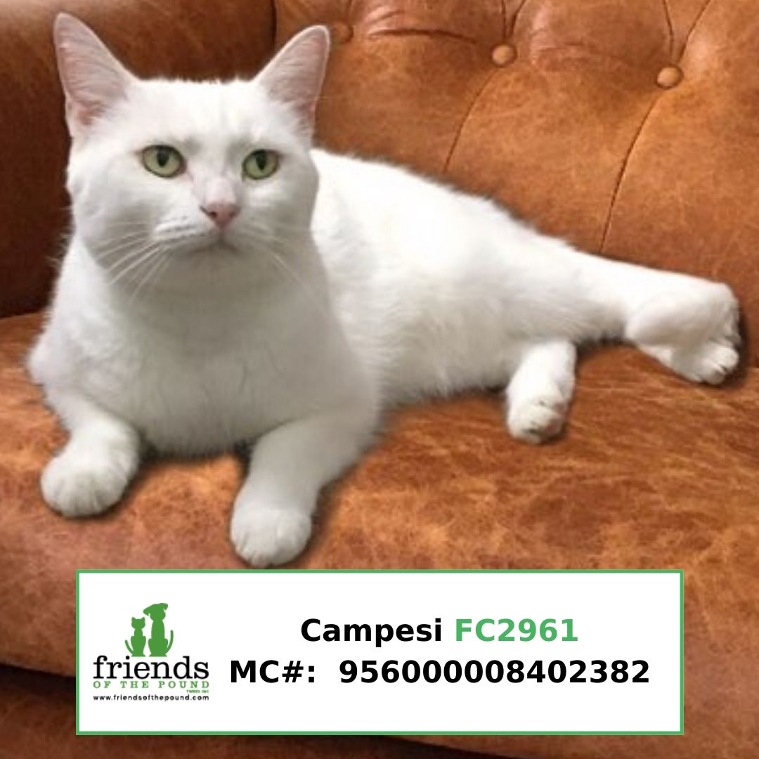 Campesi FC2961