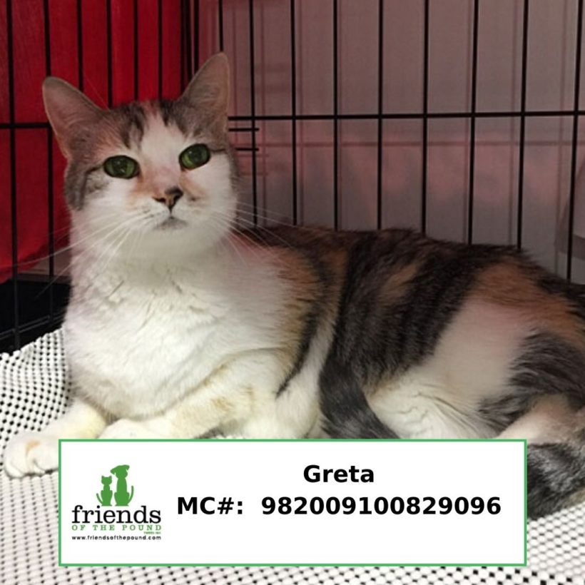 Greta (Adopted)