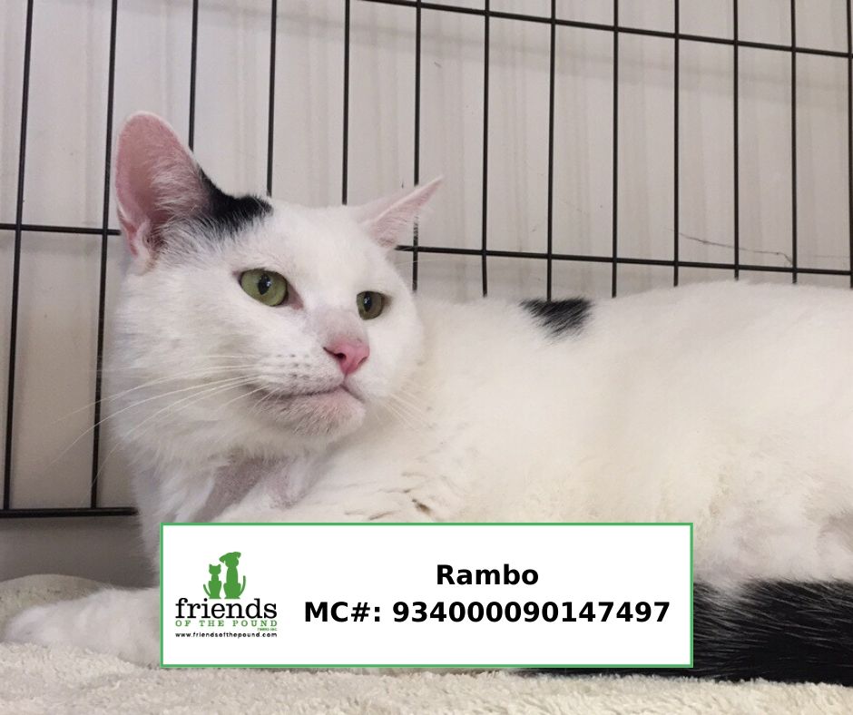 Rambo FC2440