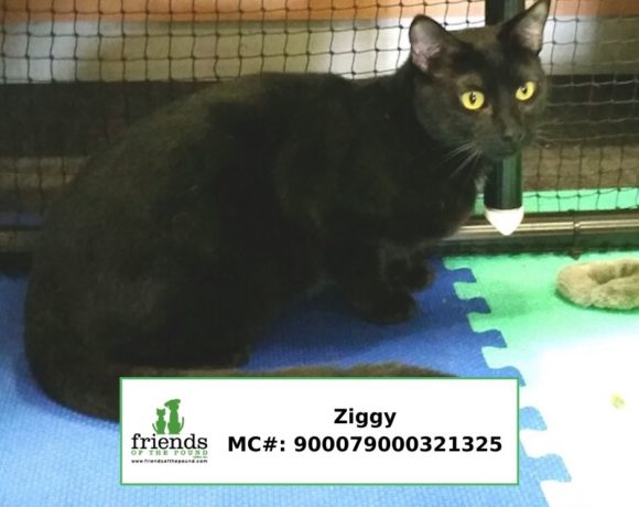 Ziggy (Adopted)