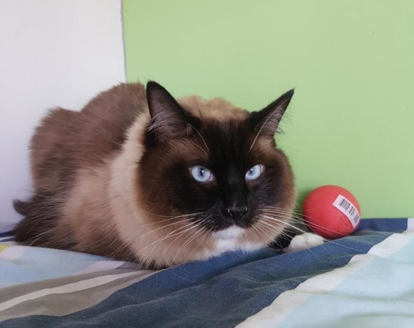 Coco Coco