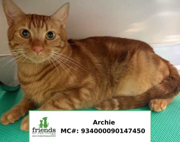 Archie Archie