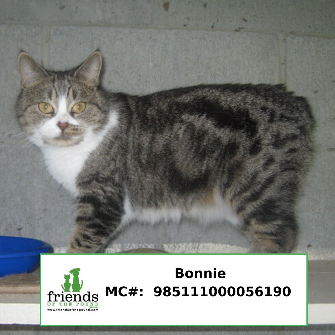 Bonnie FC2786