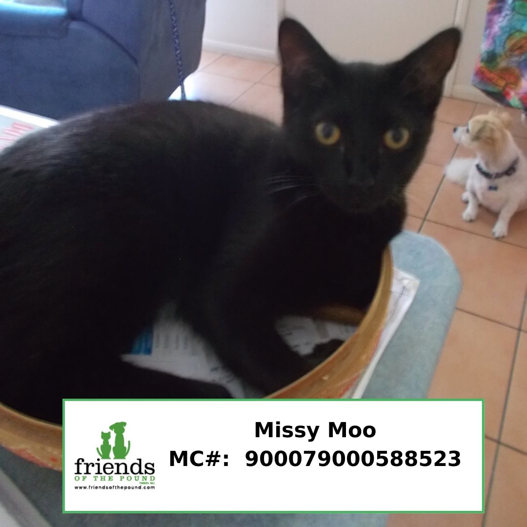 Missy Moo FC2729