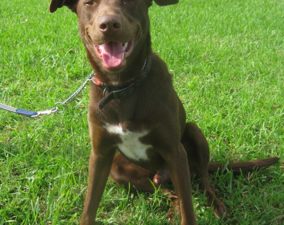 Duke Duke