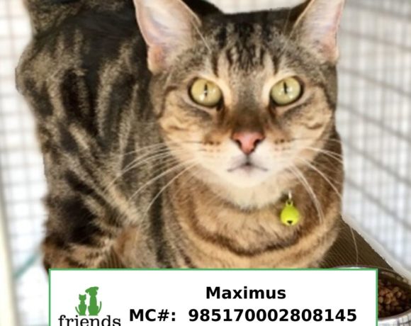 Maximus (Adopted) Maximus (Adopted)