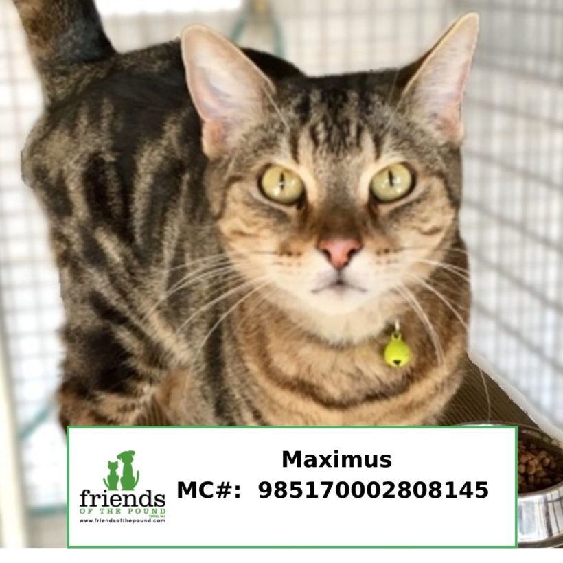 Maximus (Adopted)