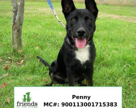 Penny Penny