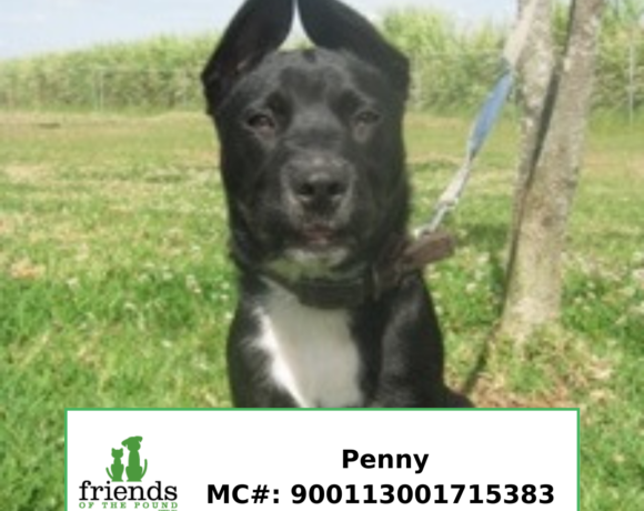Penny Penny