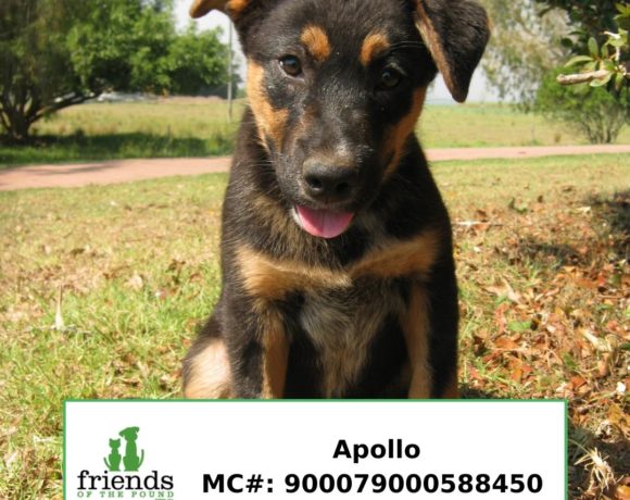 Apollo (Adopted) Apollo (Adopted)