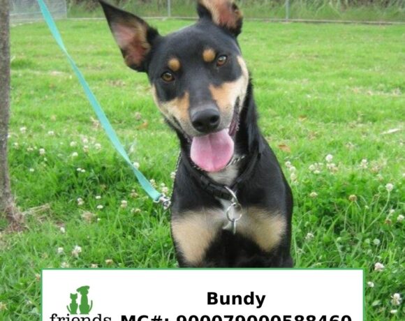 Bundy (Adopted) Bundy (Adopted)