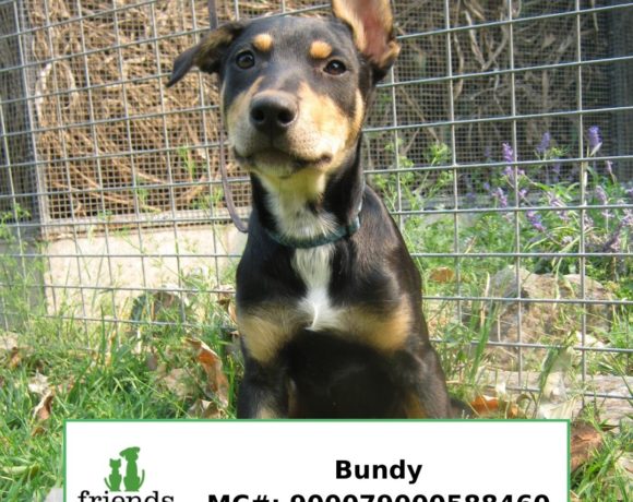 Bundy Bundy