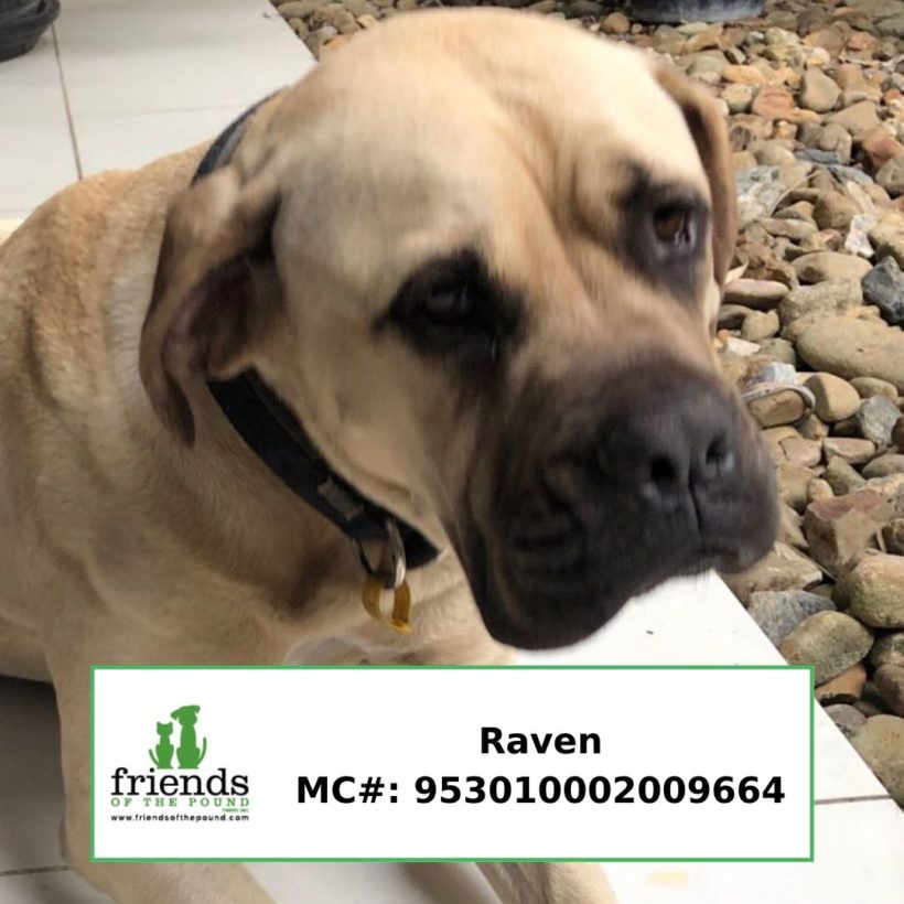Raven (Adopted)