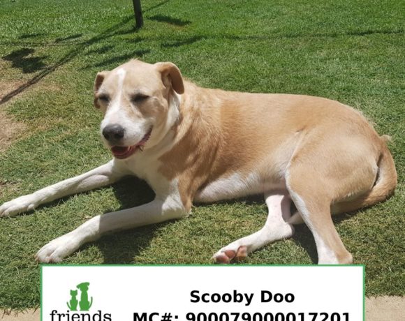 Scooby Do (Adopted) Scooby Do (Adopted)