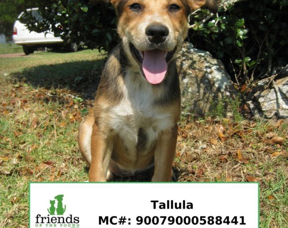 Tallula (Adopted) Tallula (Adopted)