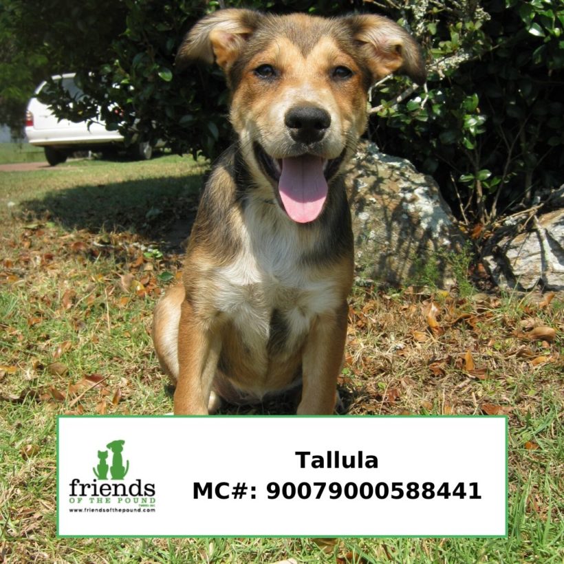 Tallula (Adopted)