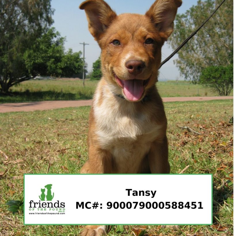 Tansy (Adopted)
