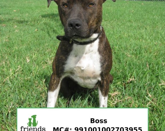 Boss (Adopted) Boss (Adopted)