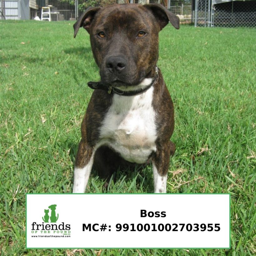 Boss (Adopted)