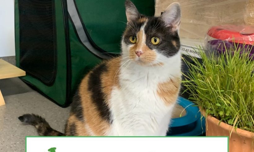 Calico (Adopted)