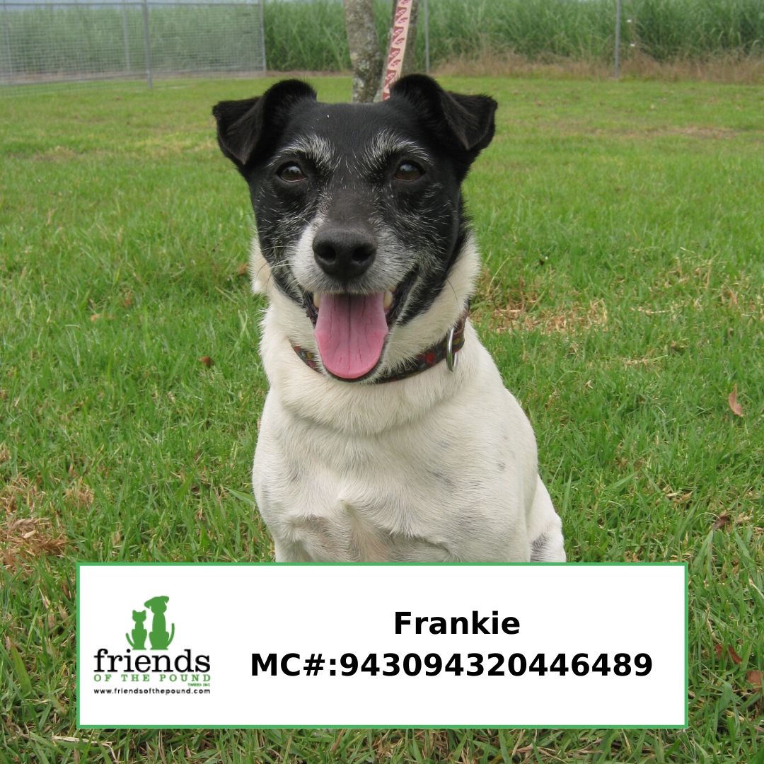 Frankie FD1372