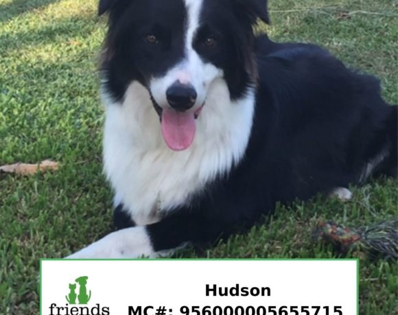 Hudson (Adopted) Hudson (Adopted)