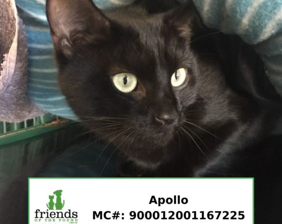 Apollo (Adopted) Apollo (Adopted)