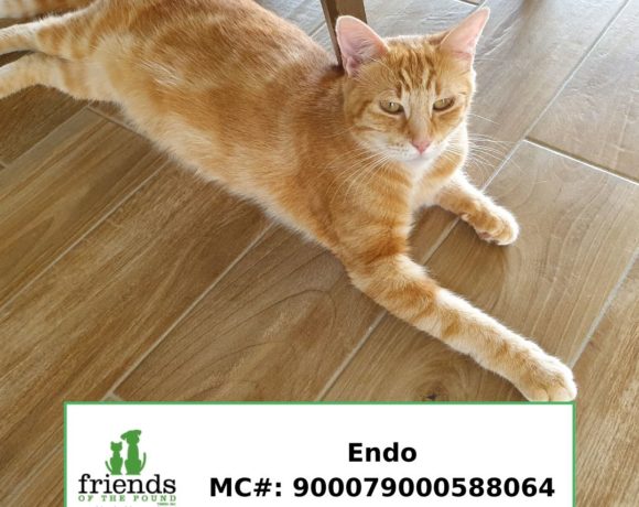 Endo (Adopted) Endo (Adopted)