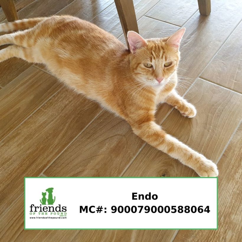 Endo (Adopted)