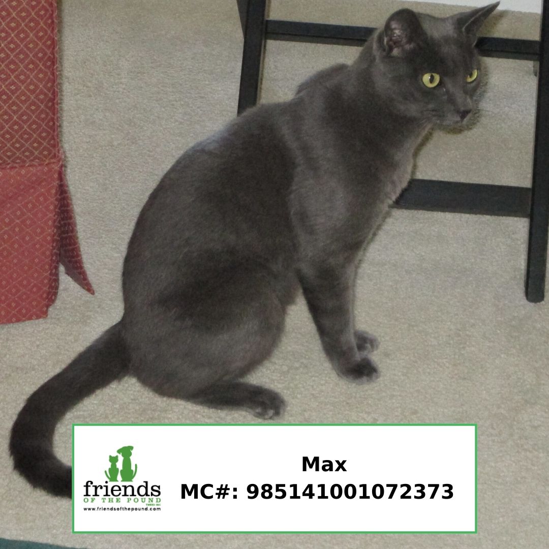 Max cat