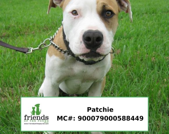 Patchie (Adopted) Patchie (Adopted)