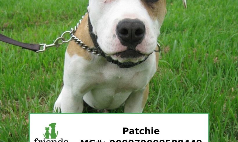 Patchie (Adopted)