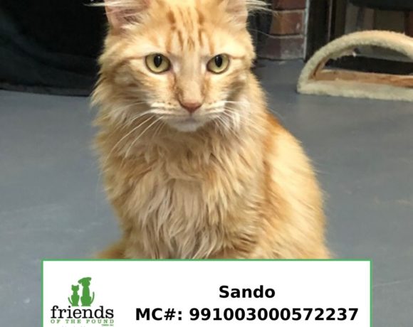 Sando (Adopted)