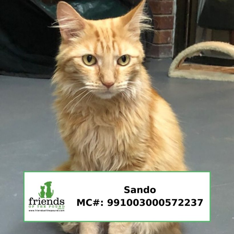 Sando (Adopted)