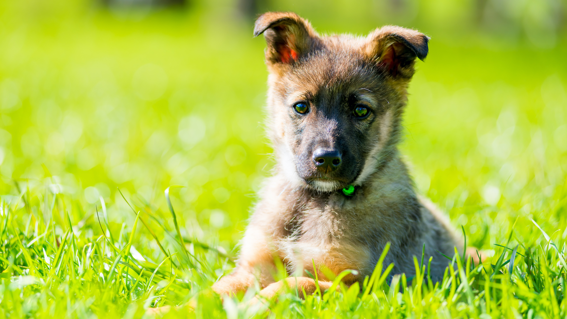 horizontal portrait of a puppy in a park on green grass on a summer day
