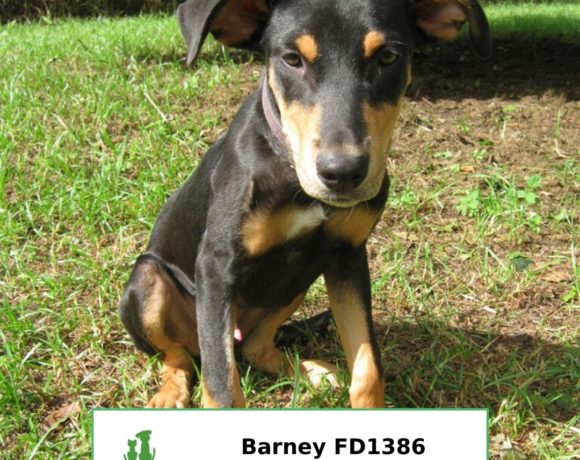 Barney (Adopted)