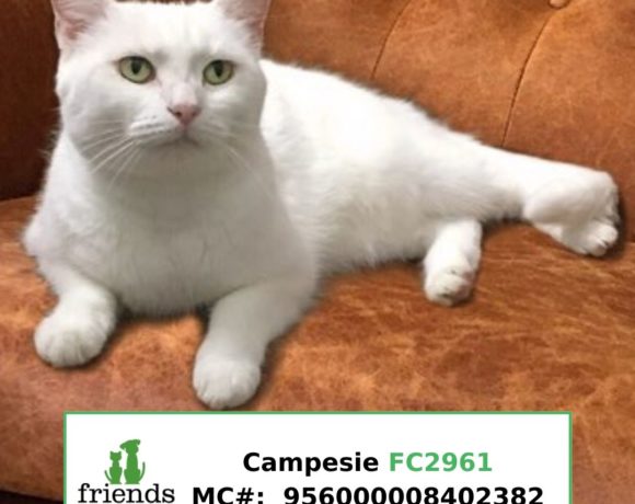 Campesi (Adopted) Campesi (Adopted)