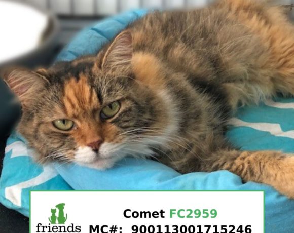 Comet (Adopted)