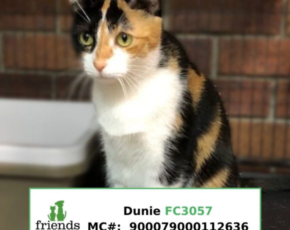 Dunie (Adopted)