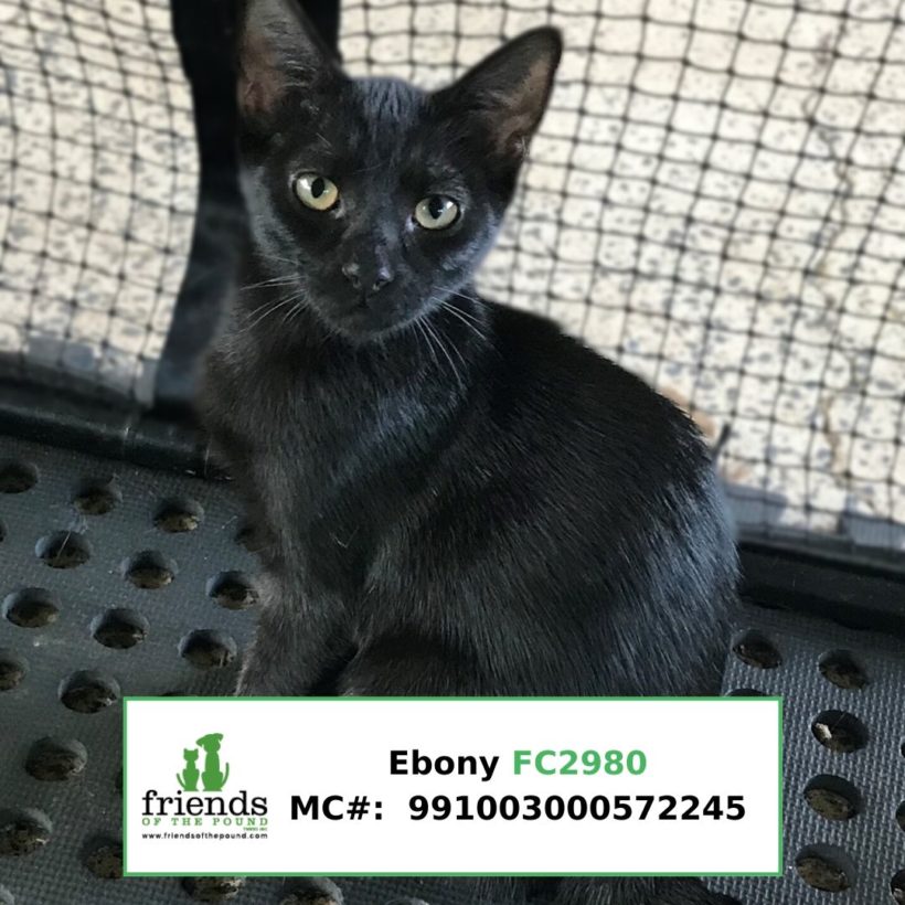 Ebony (Adopted)