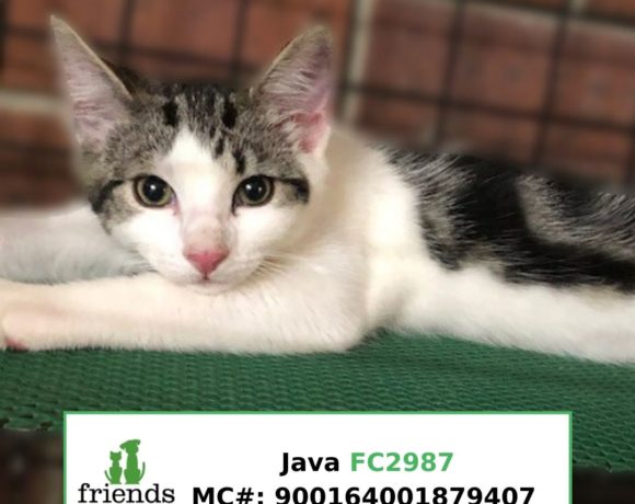 Java (Adopted) Java (Adopted)