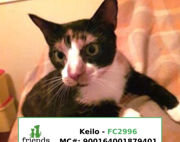 Keilo (Adopted) Keilo (Adopted)
