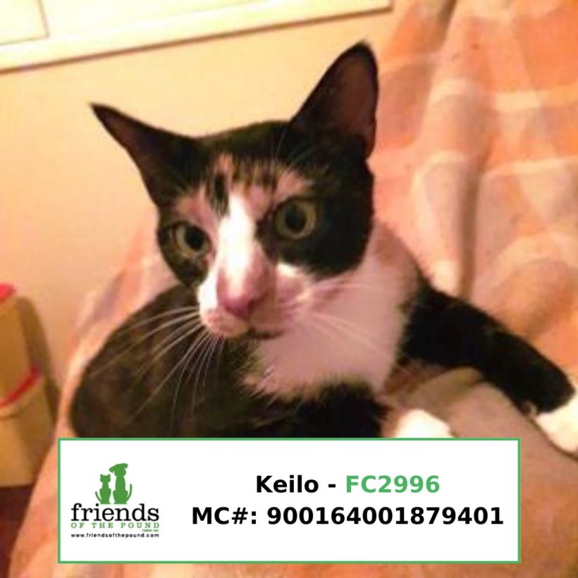 Keilo (Adopted)