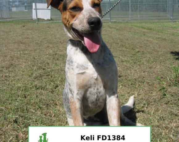 Keli (Adopted) Keli (Adopted)