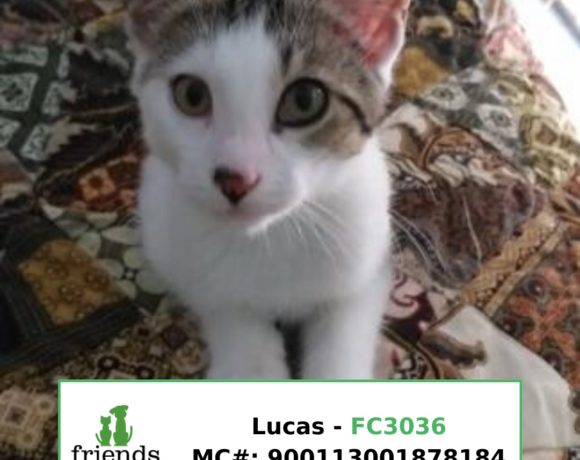 Lucas Lucas