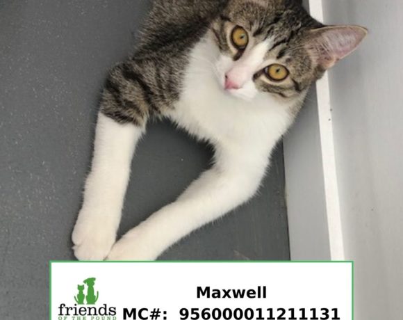 Maxwell (Adopted) Maxwell (Adopted)