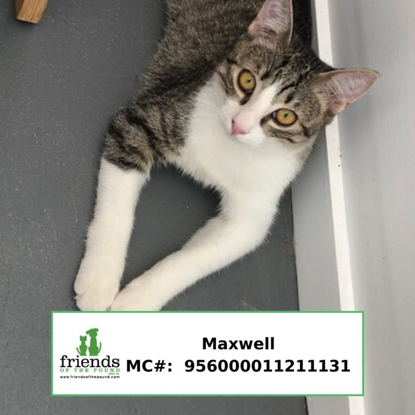 Maxwell (Adopted)